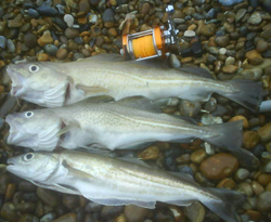 orford codling